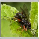 Ichneumonidae - Schlupfwespen-Paarung 01b 10mm.jpg